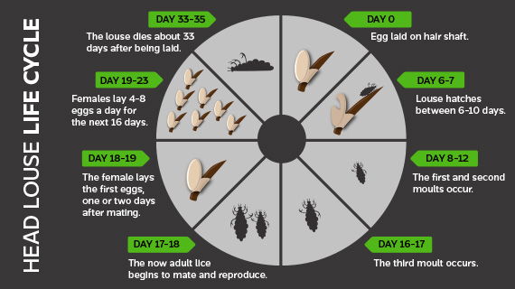 Louse Life Cycle The life cycle of head lice