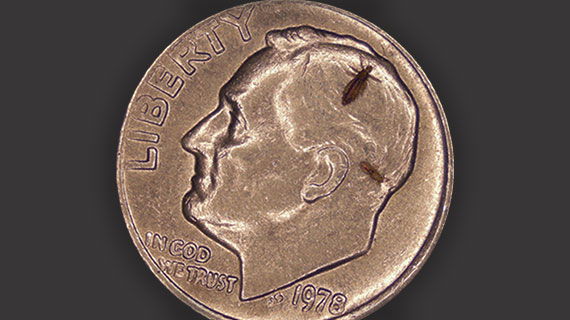 Size of lice compared to a dime Size of lice compared to a dime