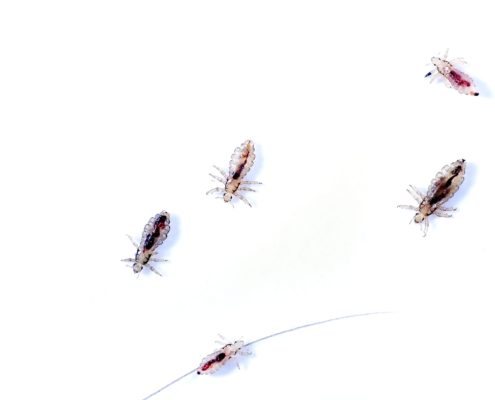 Head lice isolated on white background