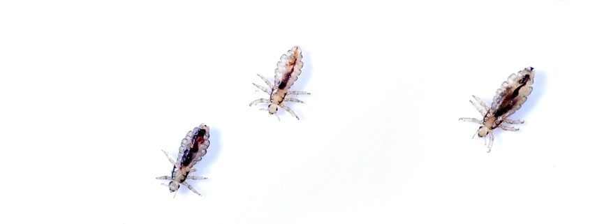Head lice isolated on white background
